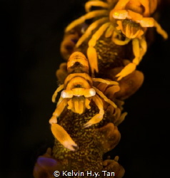 Zanzibar whip coral shrimp by Kelvin H.y. Tan 